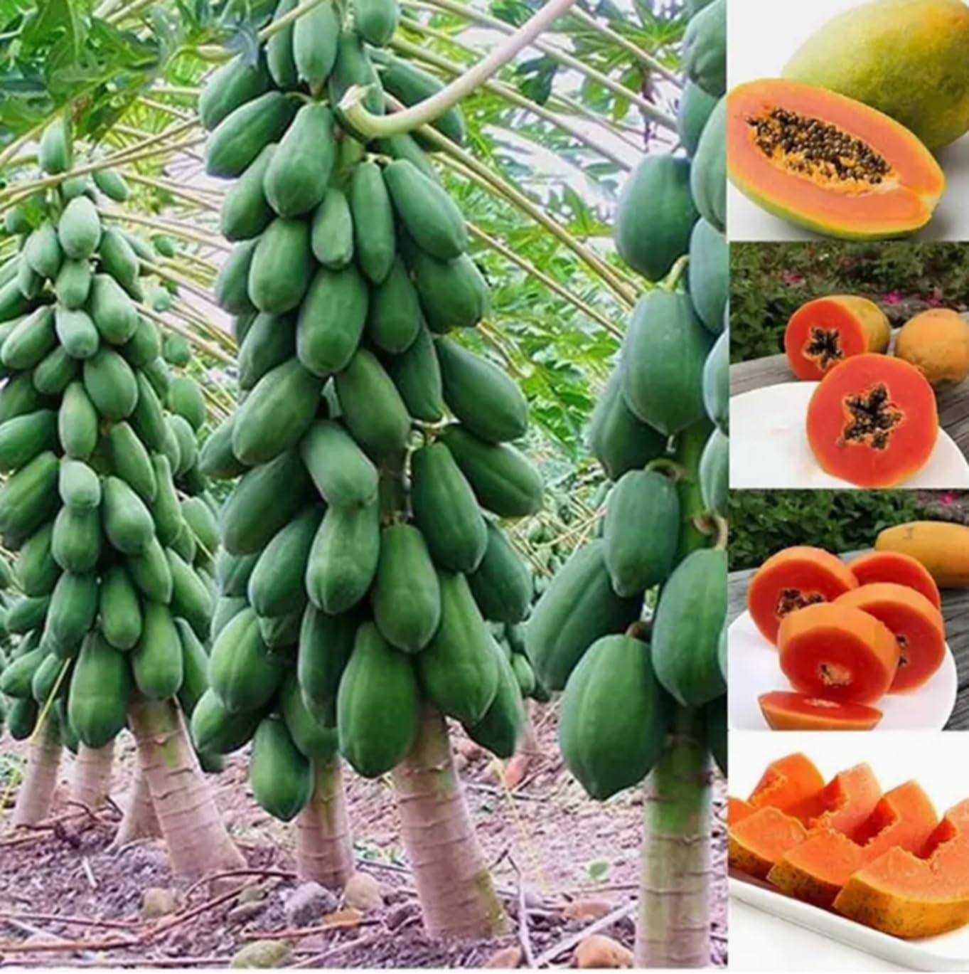 10 Dwarf Papaya Seed Sweet Fruit Tree Seeds for Planting - Grow Your Own Tropical Fruit Tree at Home, Patio, or Garden – Non-GMO, Fast-Growing, Edible Orange Fruits Perfect