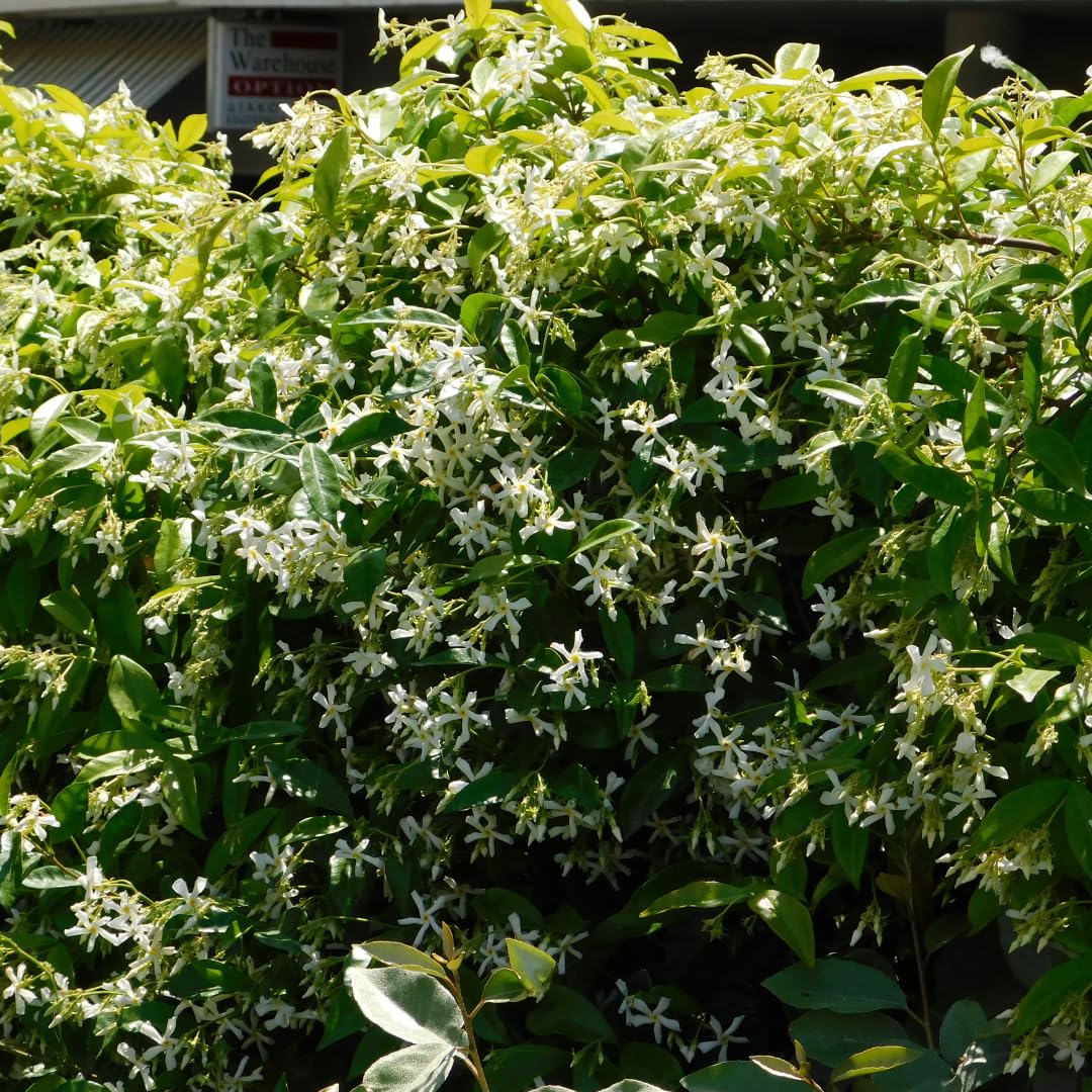 Star Jasmine Plant Live, Fragrant Jasmine Vine, 10 Inches Tall in 3 Inch Pot, Ready for Indoor or Outdoor Growing