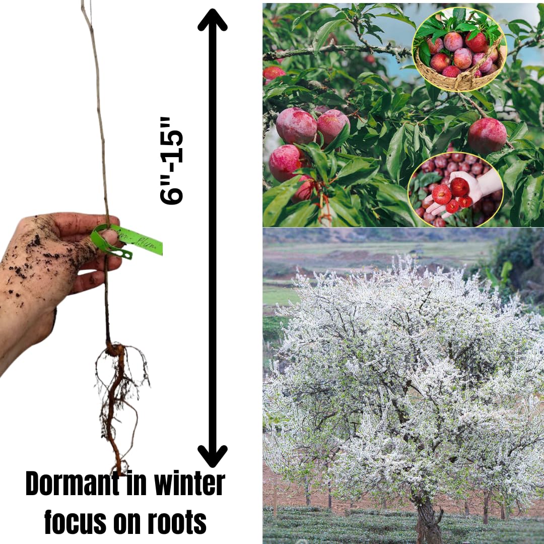 Plum Tree Live Plant, 1 Year Old Plum Trees Sweet Fruits Bare Roots, 6-12" Tall, Cold Hardy, Dormant in Winter