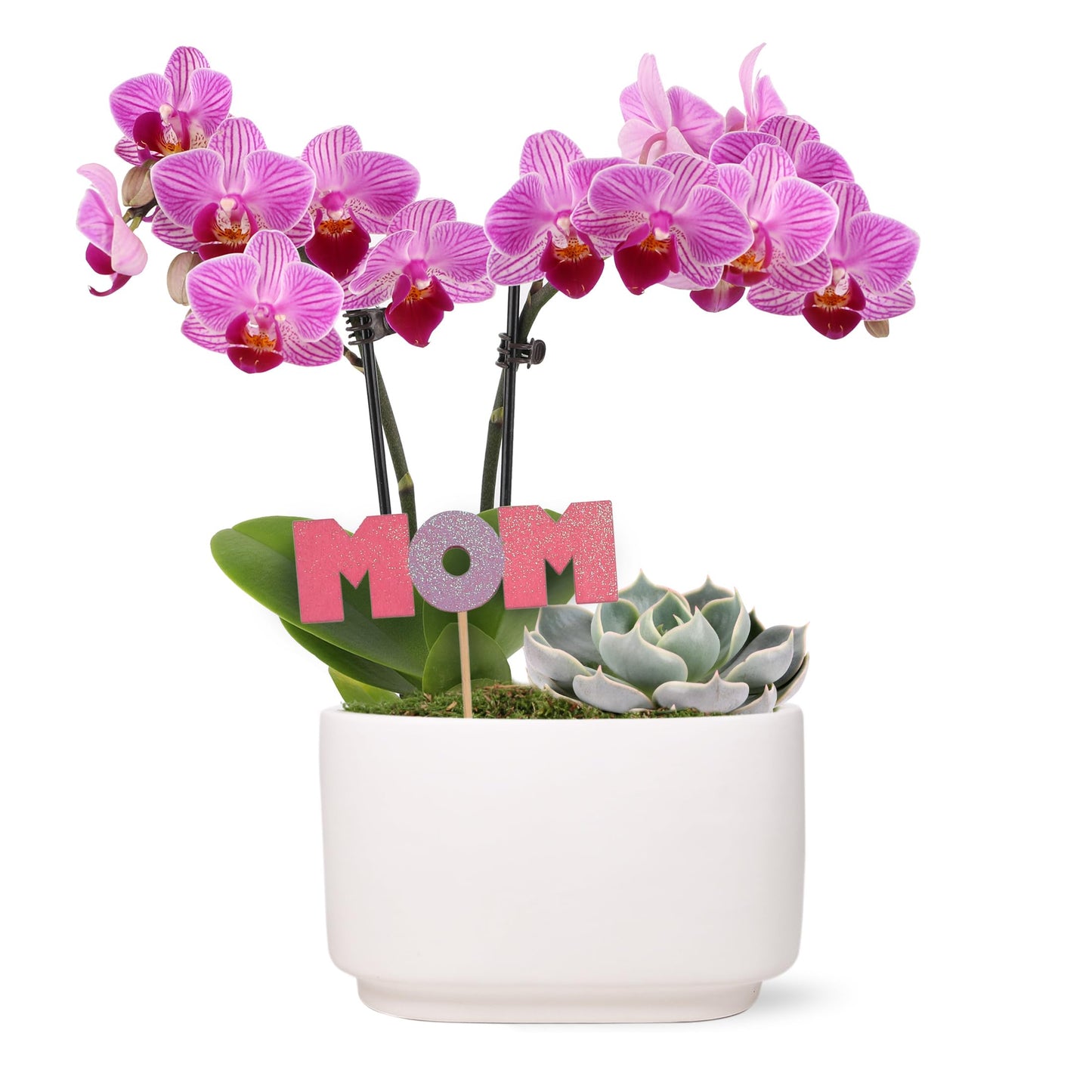 Green Circle Growers 4" Pink Orchid and Succulent Duo in White Pot with Mom Pick, Live Indoor Plants, House Plant