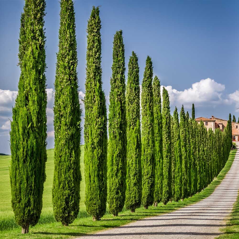 Brighter Blooms - Italian Cypress Tree, 1-2 ft. - No Shipping to AK, AZ, HI