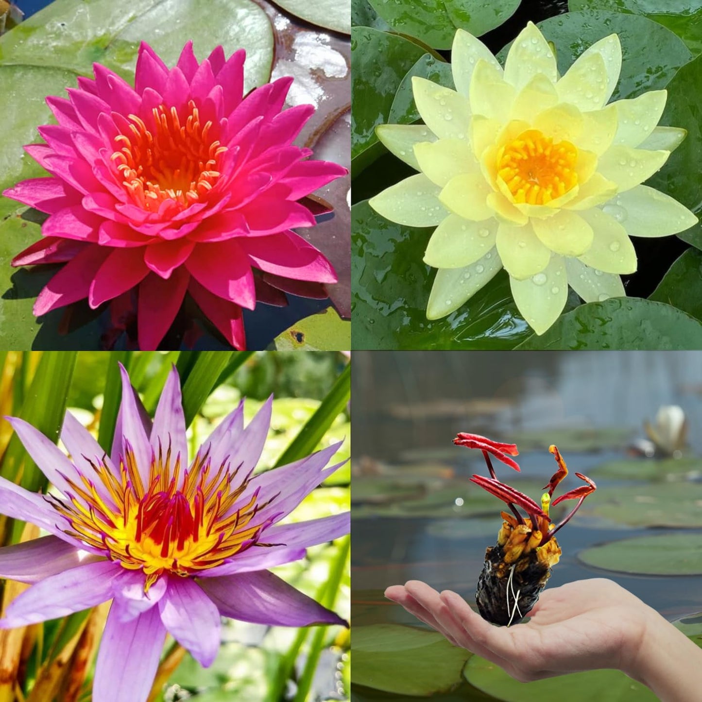 3 Pre-Grown Hardy & Tropical Waterlilies Rhizomes Live Tuber in Yellow, Red, Blue Flower for Indoor-Outdoor Pond Decoration