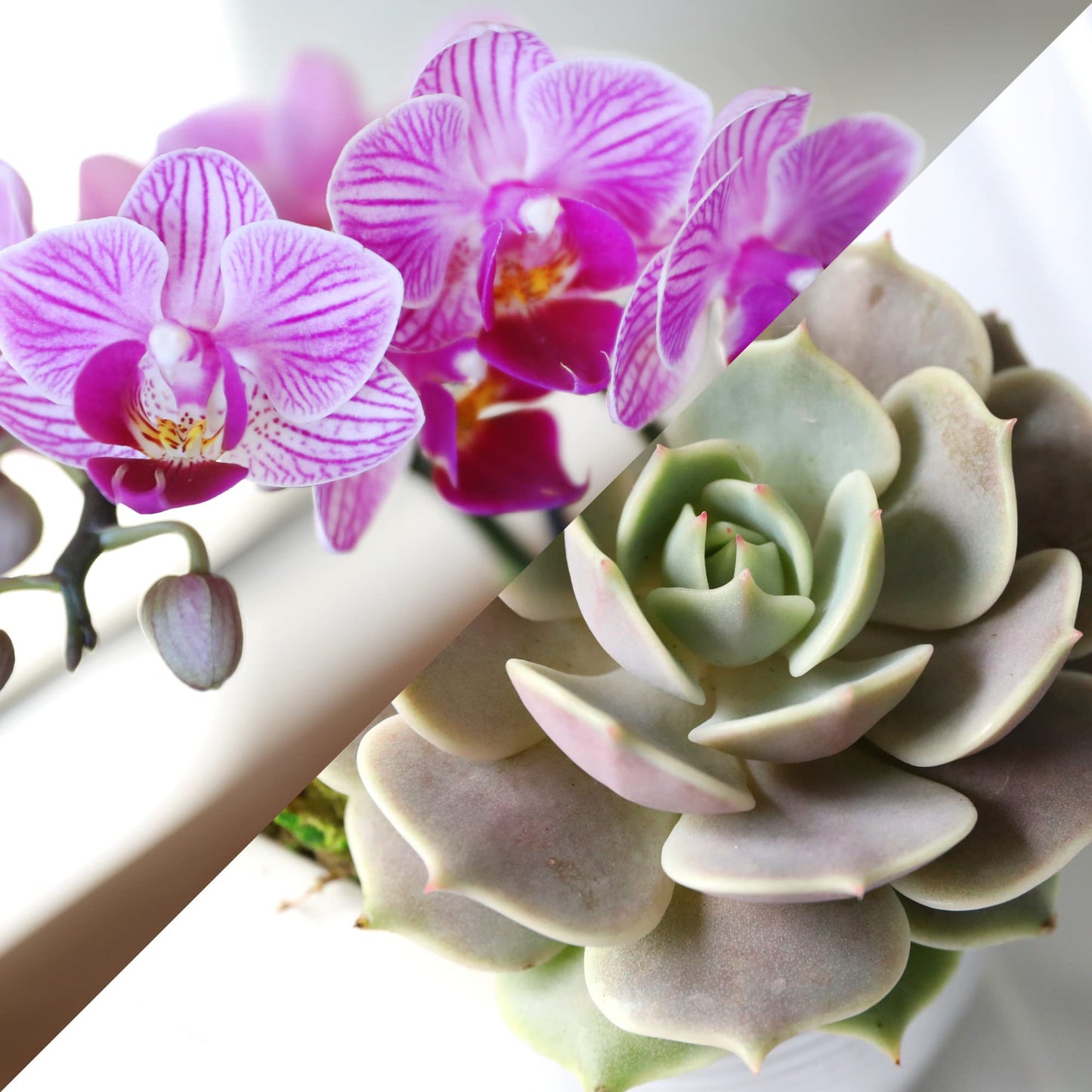 Green Circle Growers 4" Pink Orchid and Succulent Duo in White Pot with Mom Pick, Live Indoor Plants, House Plant