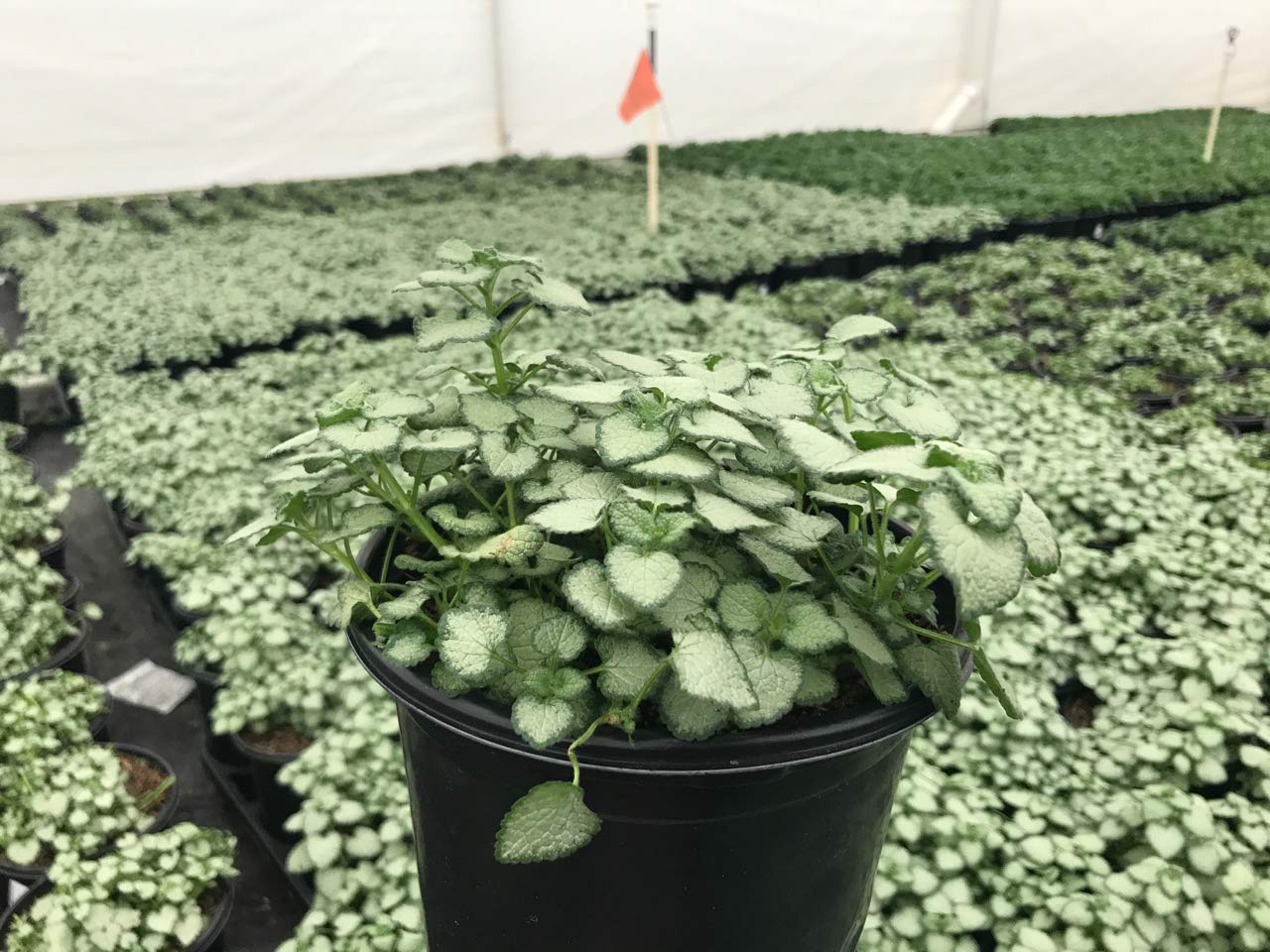 Lamium maculatum 'White Nancy' (Deadnettle) Perennial, white flowers, 1 - Size Container