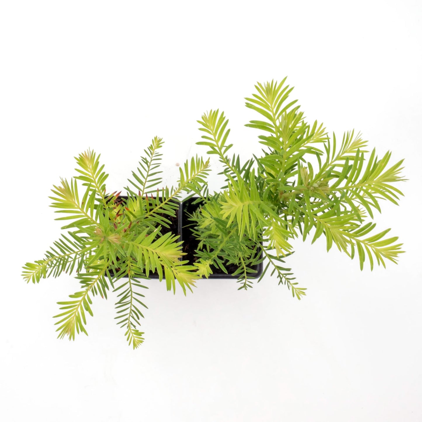 2 Coastal Redwoods (Sequoia sempervirens) – Tall Evergreen Conifer with Soft, Dense Needled Foliage | 2.5” Nursery Cubes, Ready-to-Plant Live Starter Plants
