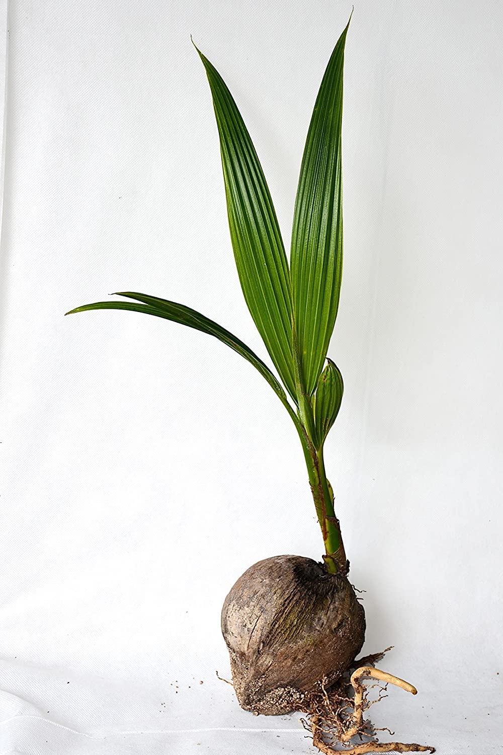Live Coconut Palm Tree 1 to 4 Feet Tall XL Sprouted Cocos Nucifera Live Plant OK to Ship to California Green Dwarf Malayan
