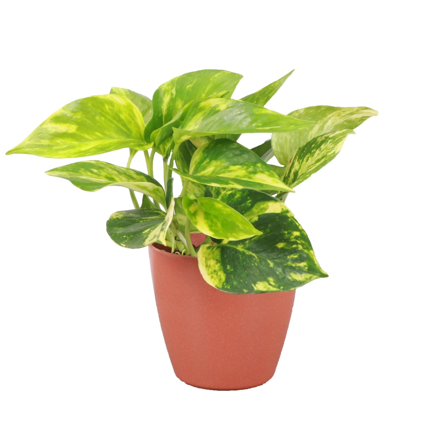 Thorsen's Greenhouse Golden Pothos, Live Indoor Vining Plant, Easy to Grow, Variegated Houseplant, Natural Air Purifier (Terra Cotta, 4-inch Pot)