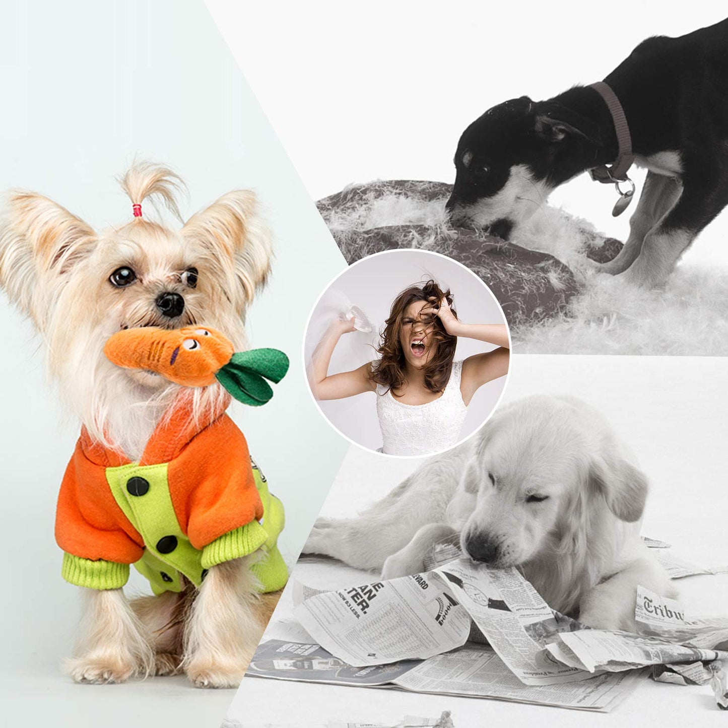 Nocciola 12 Pack Dog Squeaky Toys Cute Plush Toys For Small Medium Dog|Pet Toys|Squeaky Toys|Plush Games| Carry Bag
