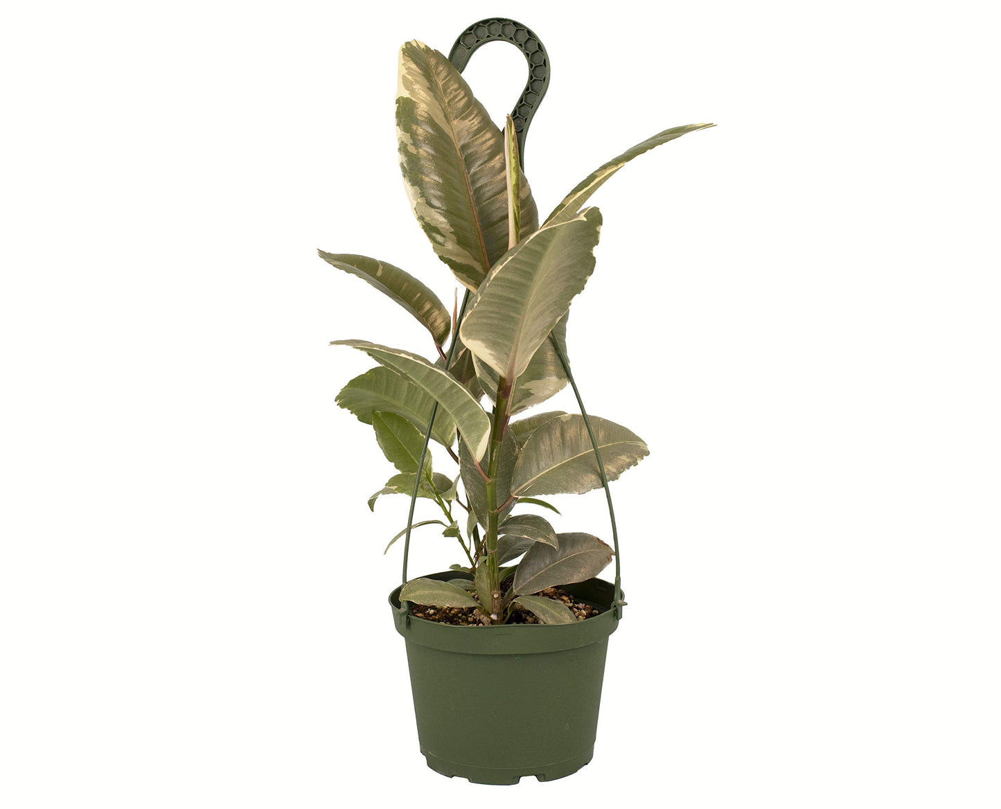 Shop Succulents | Standing Collection | Hand Selected, Air Purifying Live Elastica Tree Indoor House Plant, Rubber Plant Ficus Tinek