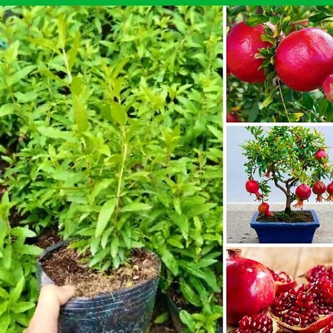 Sweet Red Pomegranate Tree Live Plant Starter Size Seedling in 4" Pot, 1 Year Old Pomegranates Plant for Indoor Outdoor Spring Growing