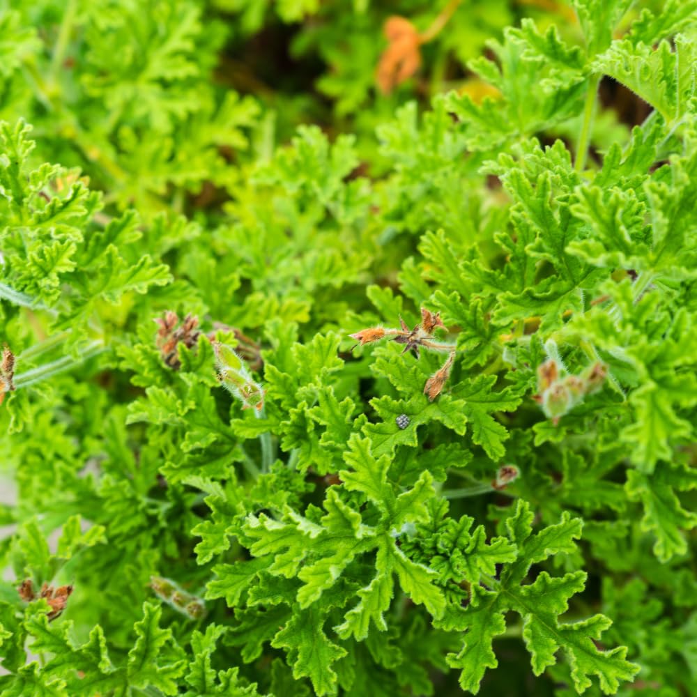 Set 2 Citronella Live Plants 4-7 Inches, Fragrant Citronella Geranium for Growing Outdoor Garden