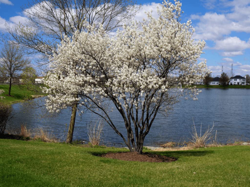 3 Serviceberry Trees Live Plants, Edible Serviceberry Bush Blueberry Fruits Service Berry Plants