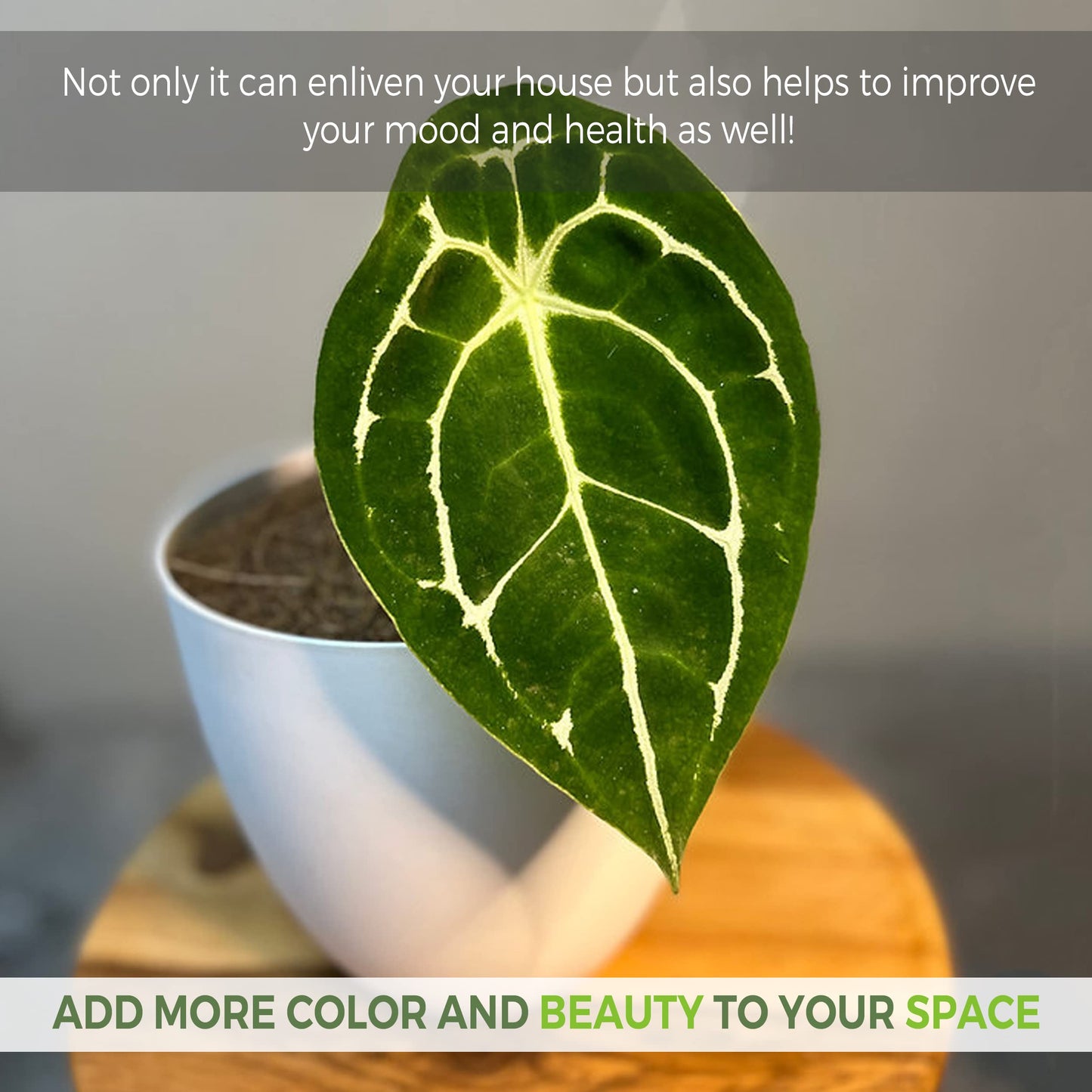 LEAL PLANTS ECUADOR Anthurium Forgetii Silver,Live Indoor, Rare Plant, and Low Maintenance Houseplant Perfect for Home Decor, Unique Gift for Plant Lover