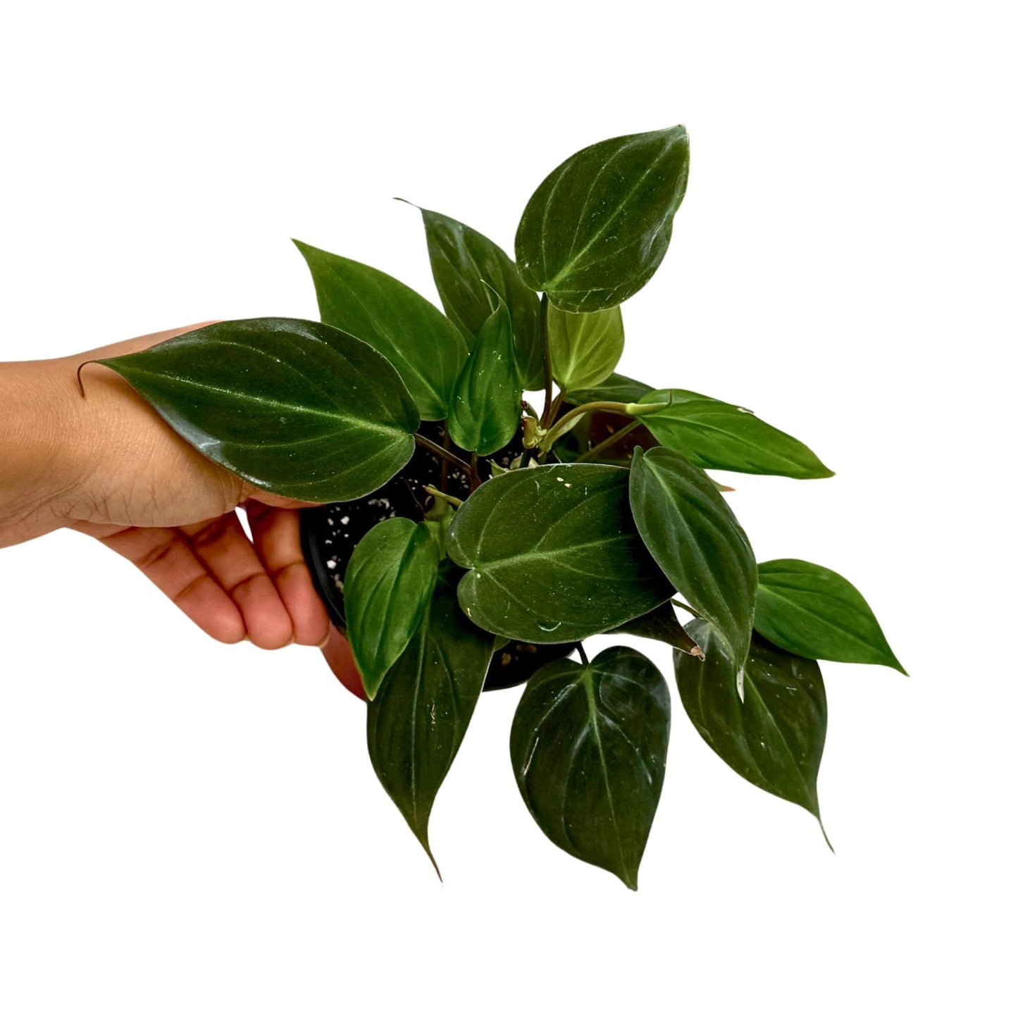PLANTVERS Philodendron Micans in a 3" Grow Pot | Velvet Leaf Trailing Vine | Tropical Indoor Plant | Easy-Care Houseplant