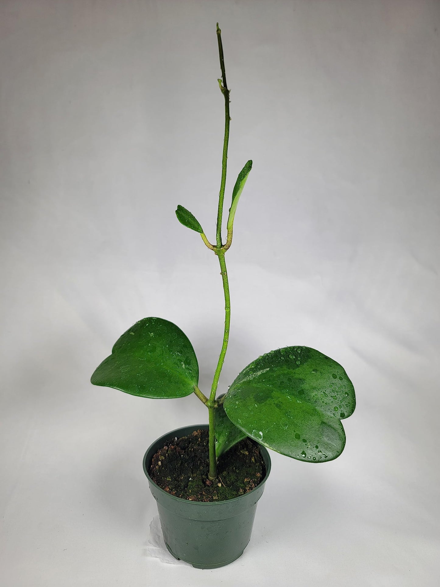 Hoya Kerrii with Heartshape Leaves Live Hoya Plant Great Gift for Mothers and Loved Ones Sweetheart Hoya Live Plant (Hoya Kerrii in 4" Pot, 4-6 Leaves Plant)
