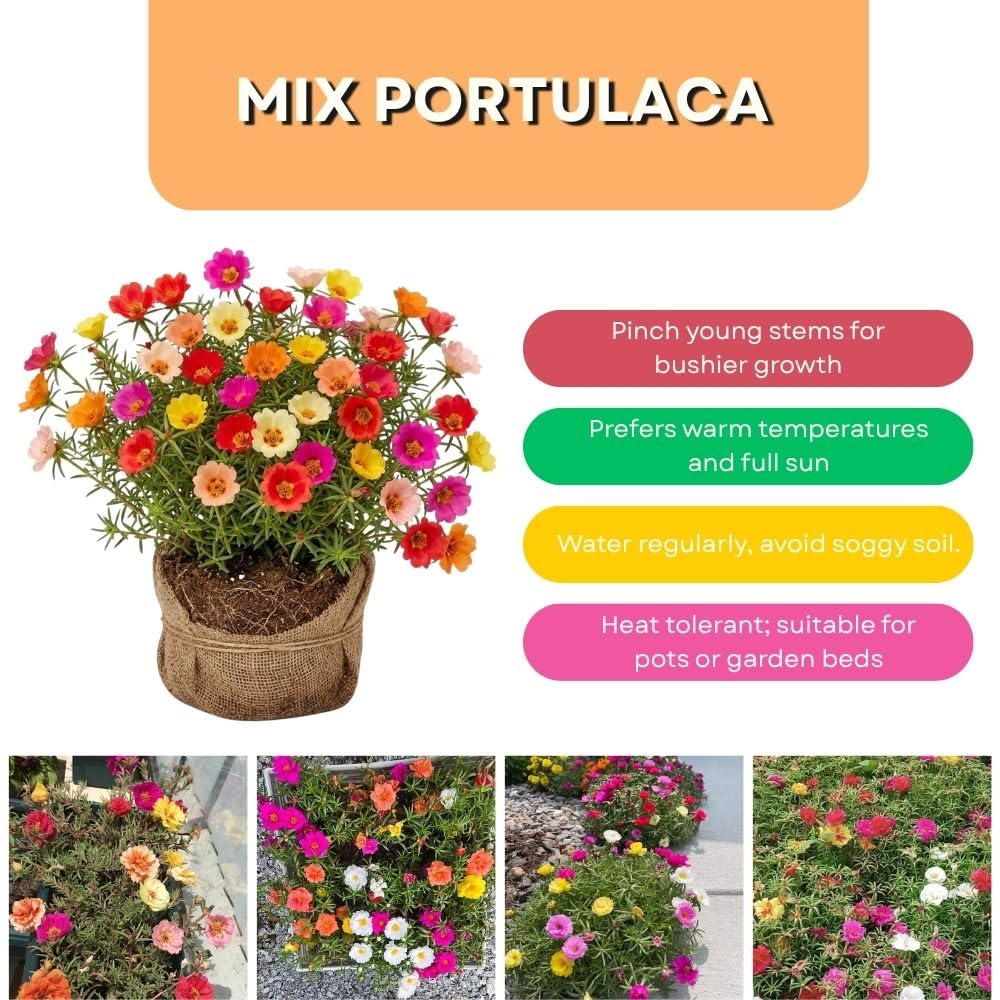 Set 4 Mix Portulaca Live Plant, 4-6 Inch Tall, Moss Rose Plants Live, Rare Portulaca Plants for Growing Indoor Outdoor