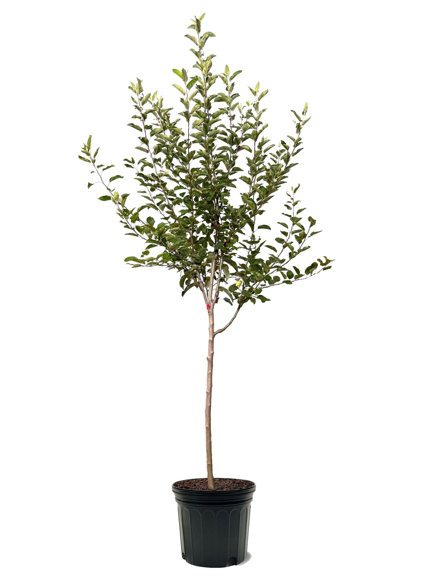 American Plant Exchange Apple Tree 'Golden Delicious' – Live Fruit-Bearing Plant, 7-Gallon Pot, Cold-Hardy, Sweet Crisp Golden Harvest for Orchards, Backyard Gardens & Edible Landscapes