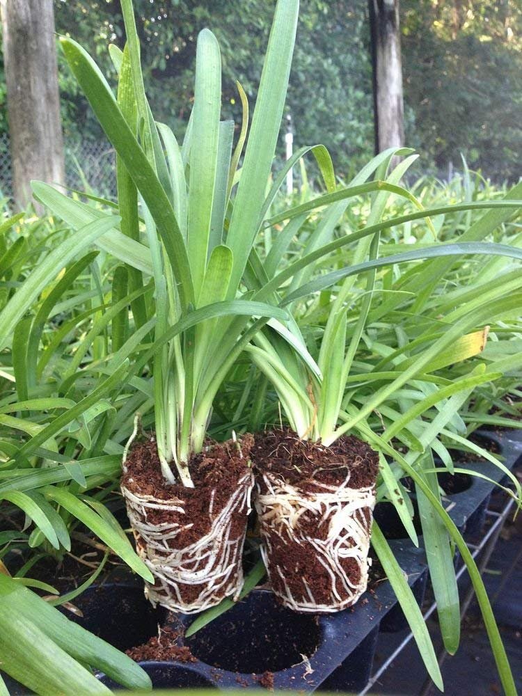 Agapanthus Africanus 'Lily of The Nile' - 3 Live Plants - 2" Pot Size - Blooming Groundcover