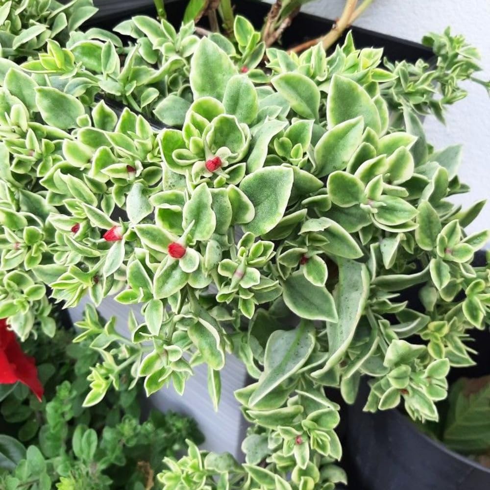 Variegated Ice Plant Live in 4 Inches Pot, Live Rare Succulent from 4 to 6 Inches Height, Variegated Baby Sun Rose Succulents for Hanging Basket