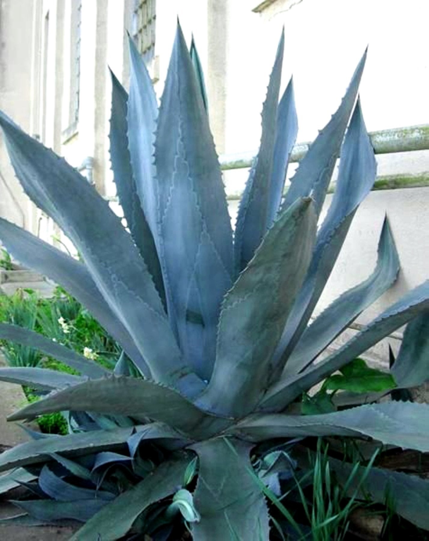 Agave Americana - Blue Agave - 2 Plants in Big Size
