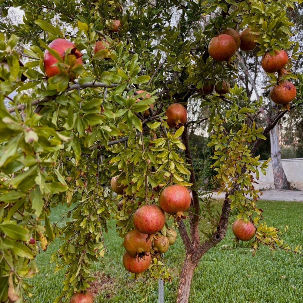 Hardy Pomegranate Live Plant for Planting, 3 Gallon Pot, Tropical Pomegranate Tree 2 to 3 Feet Tall, No Ship to CA