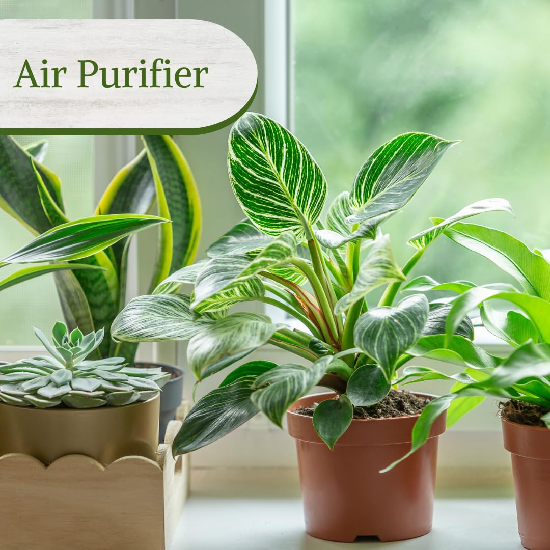 Philodendron Plant Live Exclusive Collection (4-Pack) – Rare Birkin, Gloriosum, Pink Princess & White Wizard in 2" Pot; Easy Care Indoor Plants Live Houseplants Decor for Home/Office/Garden