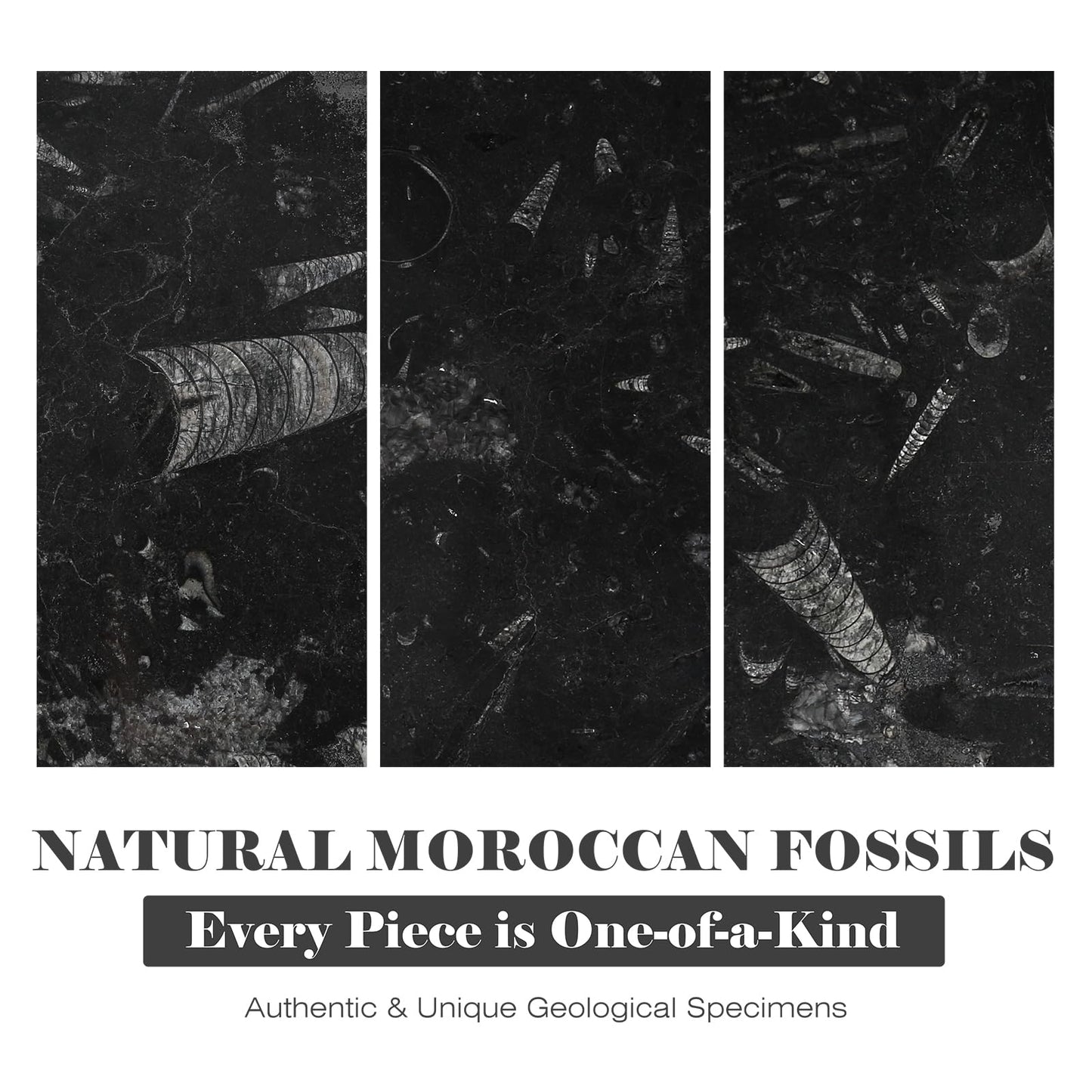 Natural Moroccan Fossil Stone Tray - Black Marble Decorative Serving Board for Charcuterie, Cheese, Pastry - Jewelry, Candles, Perfume, Trinket Plate, Kitchen & Home Decor Centerpiece 12"x 8"