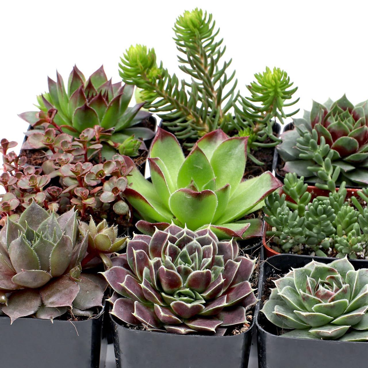 Mountain Crest Gardens Hardy Succulent Variety Pack - 12 Frost-Tolerant Live Plants, Rooted in 2 Inch Pots - Real Outdoor Succulents for Rock Gardens, Landscaping, DIY Arrangements