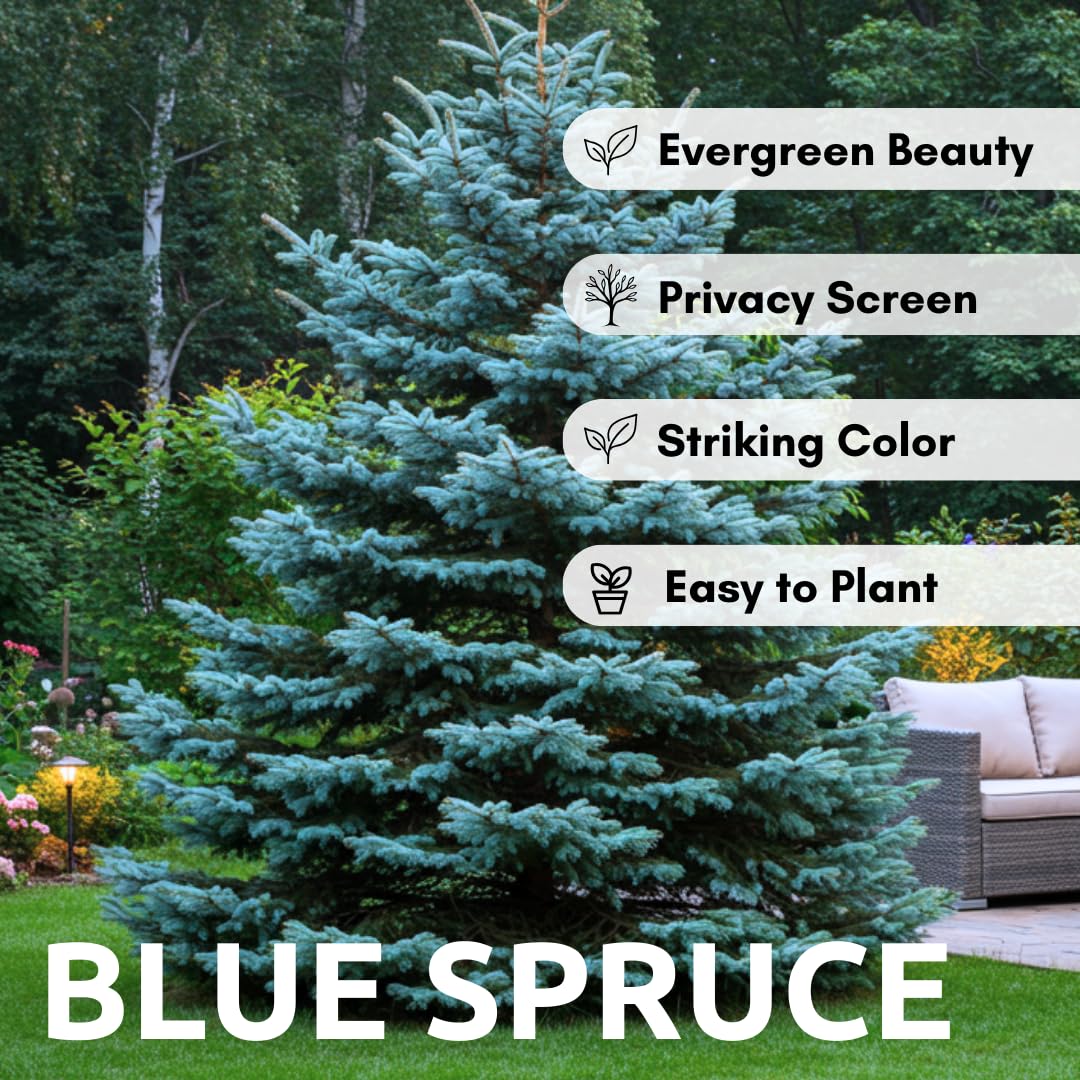 100 Blue Spruce Seeds for Planting | Colorado Blue Spruce, Picea pungens glauca | Attractive Trees fro Privacy or Landscaping