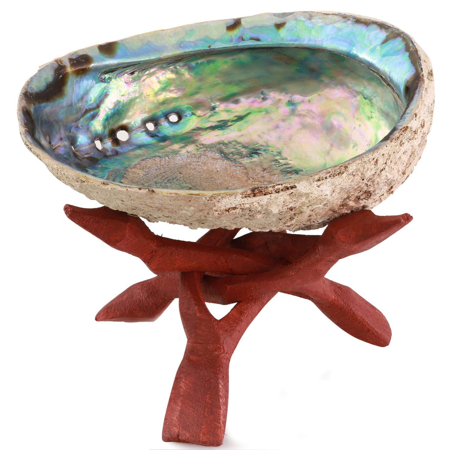 Natural Abalone (Pāua) Shell, with Stand,6-6.5 Inches,Supreme for Smudging,Cleansing Home,Meditation,Shell Crafts,Incense Holder,100% Natural, Sustainably Sourced by Ocean Shell Studios NZ
