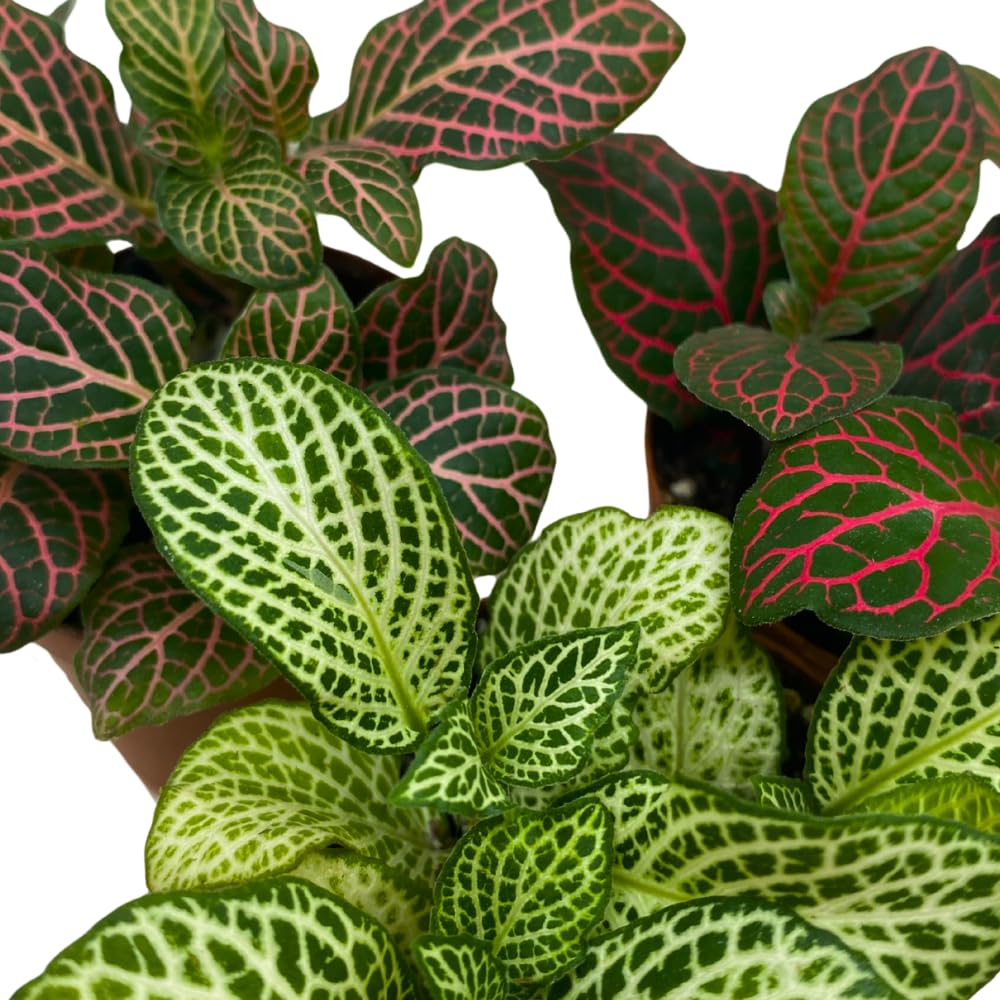 BubbleBlooms Fittonia Assortment 2 inch Pots Set of 3 Never Plant