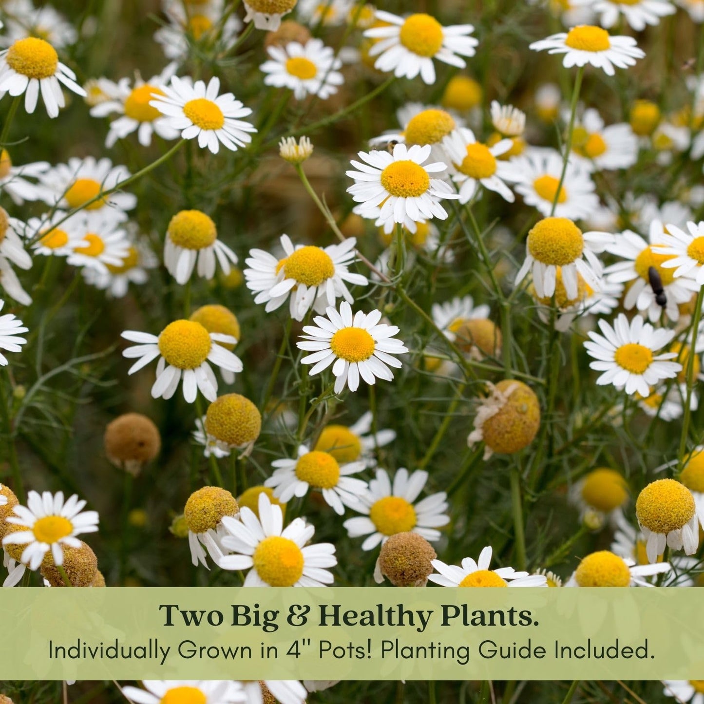 Clovers Garden Chamomile Herb Plants – Two (2) Live Plants – Non-GMO - Not Seeds - Each 4" to 8" Tall – in 4" Inch Pots - Attracts Polinators, Edible, Medicinal
