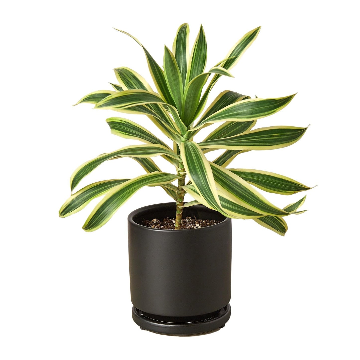 5 Pack Dracaena 'Song of India' in 4in Pot - Live Plants Tropical Houseplants | Variegated | USA Growers | The Snobby Leaf