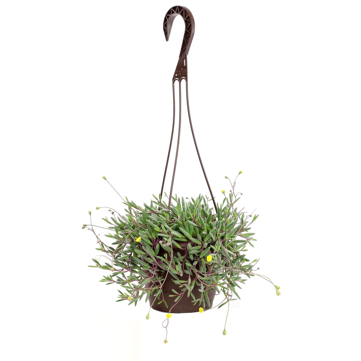 Ruby Necklace Succulent Vine Hanging Basket, Othonna capensis, Live Succulents Plants Live Houseplants, House Plants Indoors Live Indoor House Plants, Unique Live Plant Basket by Plants for Pets