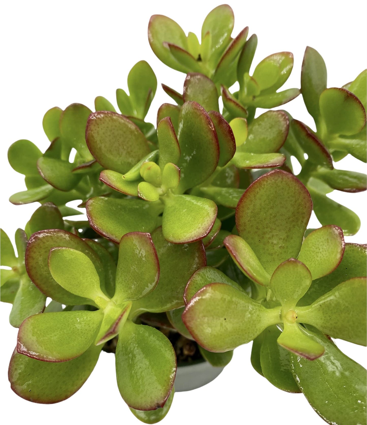Live Plant, Jade Plant, Crassula Ovata 4 inch Pot - Succulents - Hopewind Plants Shop