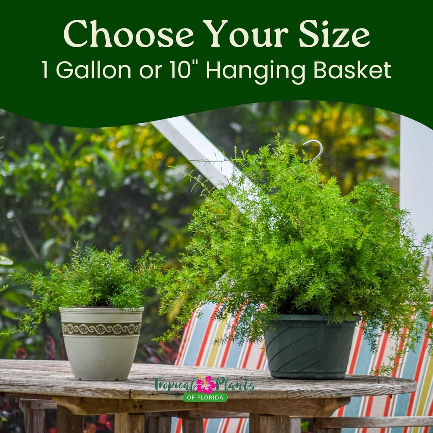 Sprengeri Fern – Live Asparagus Fern in 1 Gallon Nursery Pot – Lush, Cascading Green Foliage for Shade Gardens & Indoor Spaces – Easy-Care Perennial, Thrives in Humidity