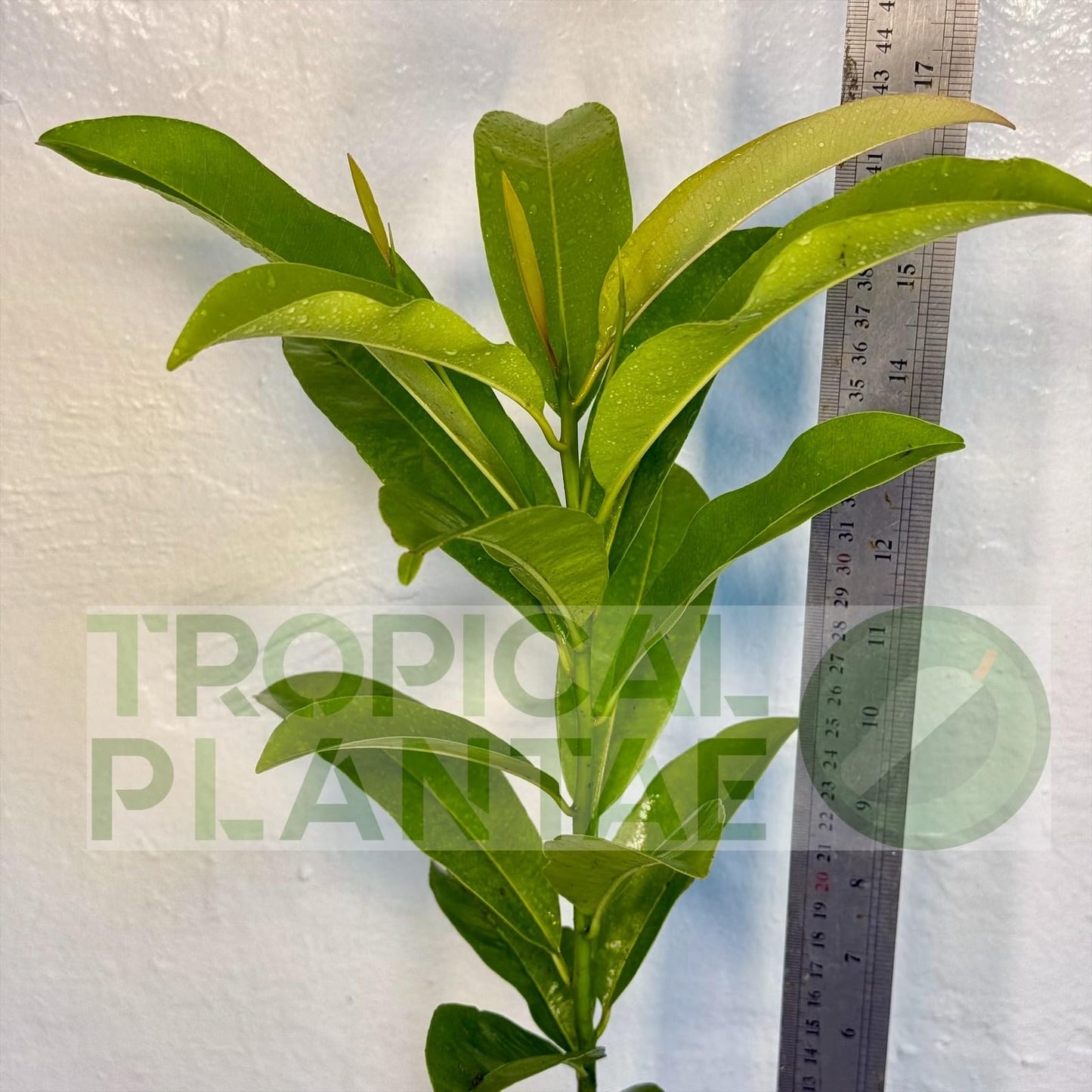 Chico Sapote Tree (Manilkara zapota) – Sapodilla Live Tropical Fruit Plant 1–2 ft Tall TropicalPlantae