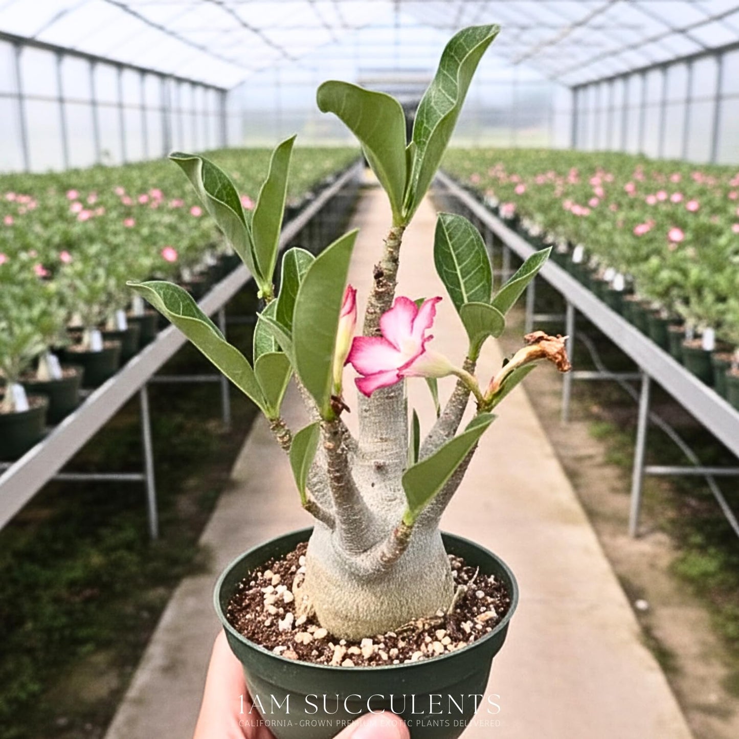 Rare Adenium Arabicum Godji Live Plant – Desert Rose Succulent – Thick Caudex Bonsai Plant – Drought Tolerant Exotic Houseplant