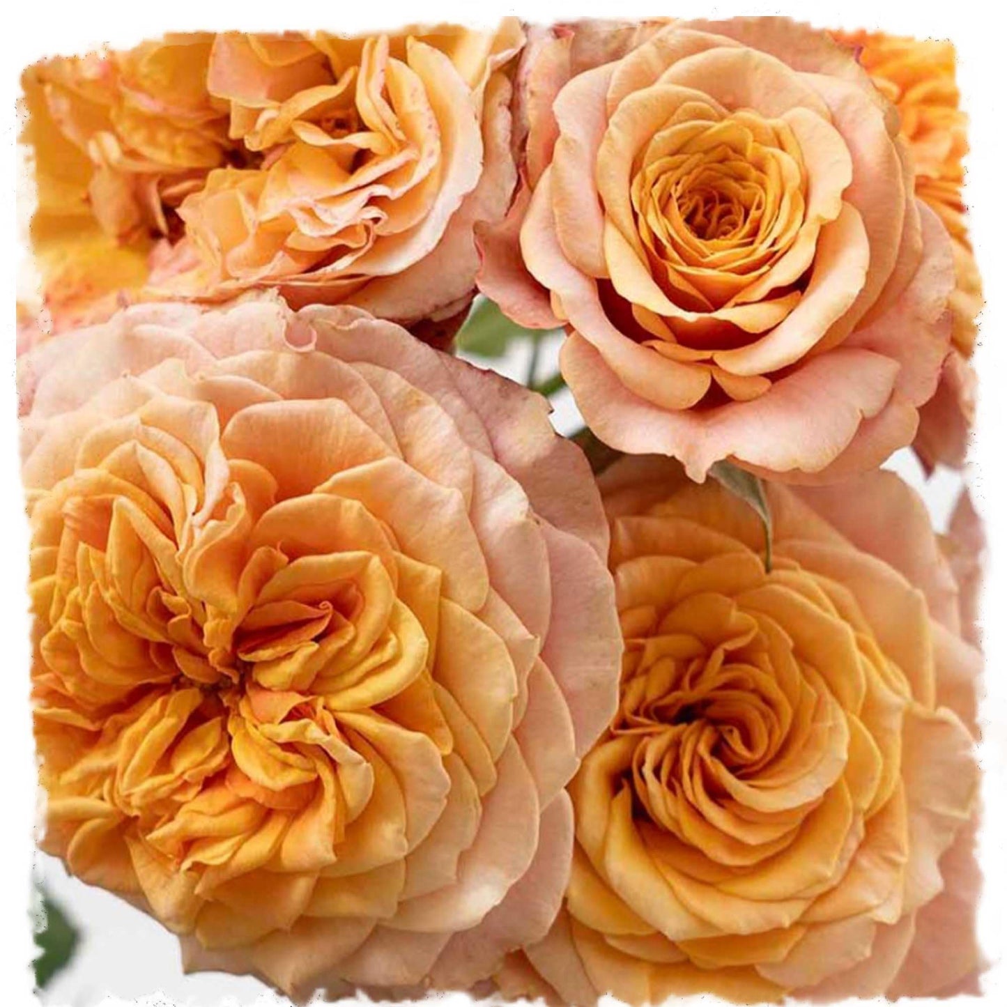 Crazy Love Rose 1.5 Gallon Potted, Own Root Live Plant, Orange Flowers Heavy Reblooming Floribunda, Stargazer Perennials