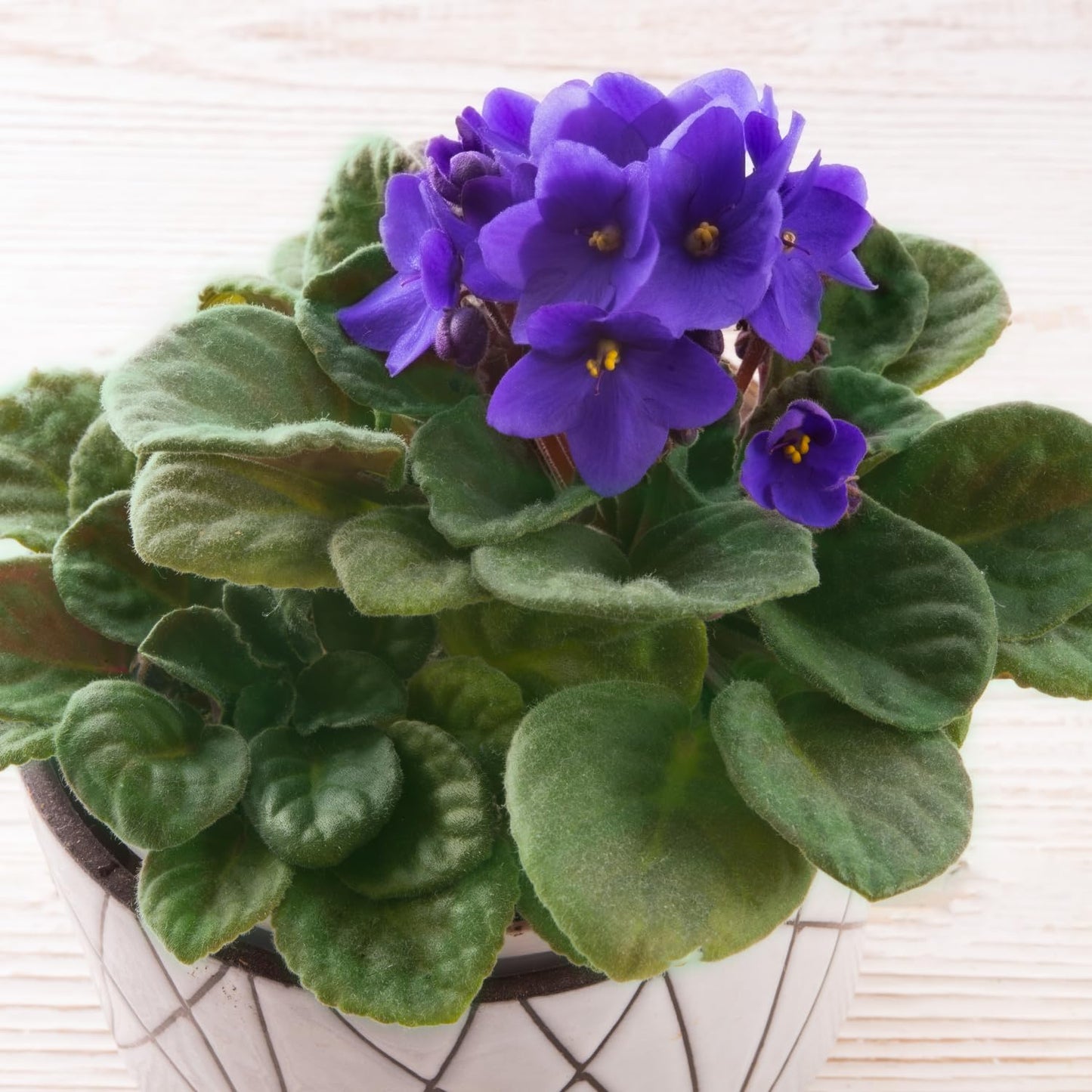 Blue African Violet Plant, Perennial African Violet Live Plants in 4 Inch Pot, Violets Live Plants Houseplant for Indoor Garden
