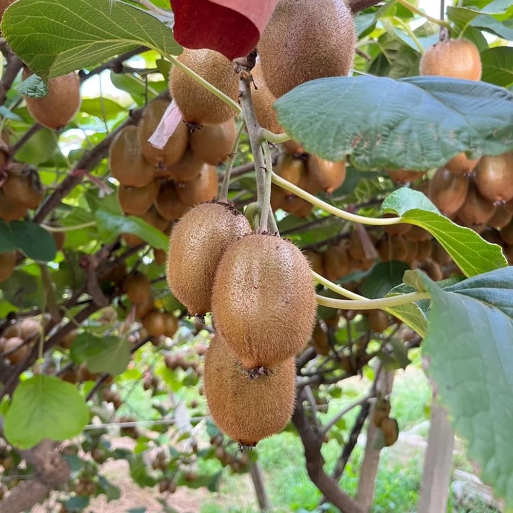 60+ Kiwi Fruit Seeds Chinese Gooseberry Vine Vining Fruit Garden Plant