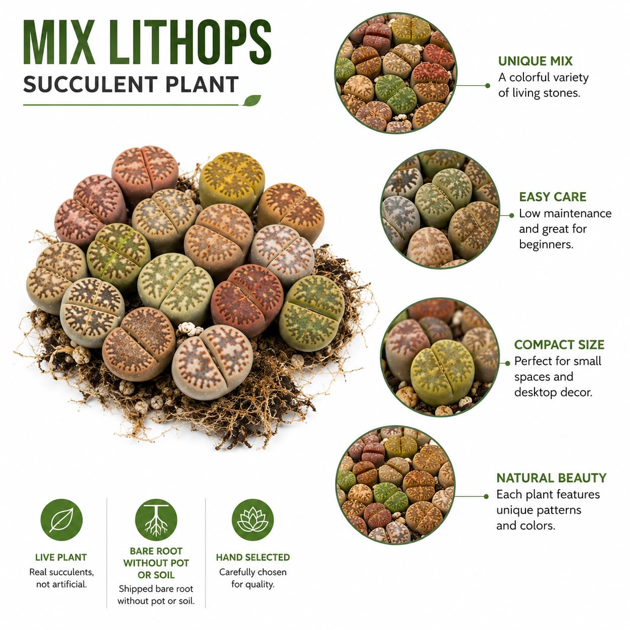 Lithops Large Random Mix Living Stones Succulent Plants Live | 20 Pcs Live Lithops Seedlings | Bare Root Without Pot or Soil, Suitable for Indoor or Outdoor Gardens & Office Use, Friend Plant Lovers