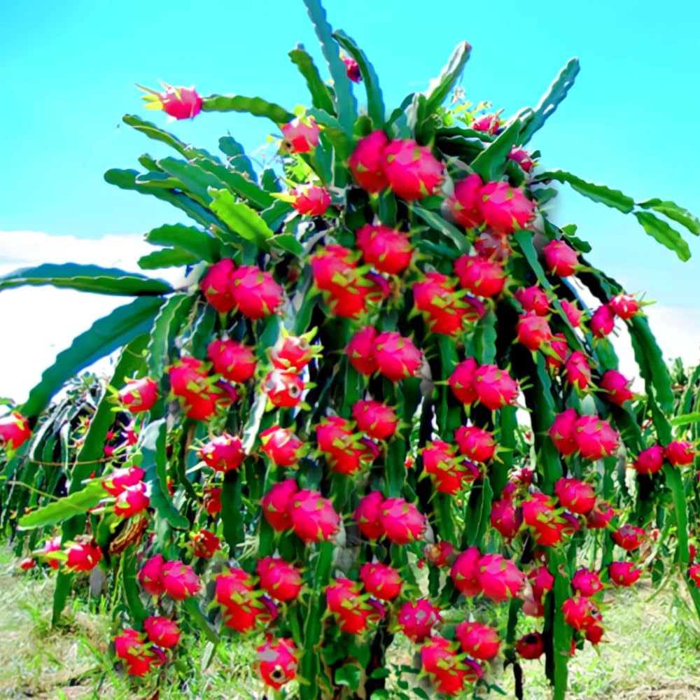 Dragon Fruit Plant Live in 3 Gallon Pot, Tropical Fruit Tree Cactus for Outdoors