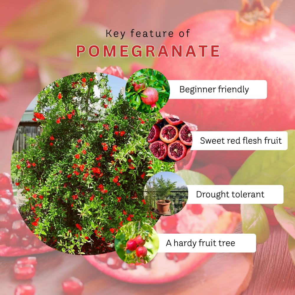Pomegranate Plant Live, Sweet Pomegranate Tree Live Plant, Cold Hardy, 1 Feet Tall, Edible Fruit for Outdoor Garden, 1 Gallon Pot, No Ship to CA