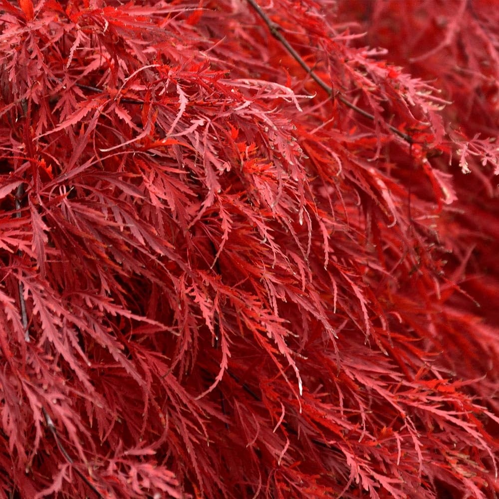 Brighter Blooms - Tamukeyama Japanese Maple Tree, 2-3 ft. - No Shipping to AK, AZ, HI