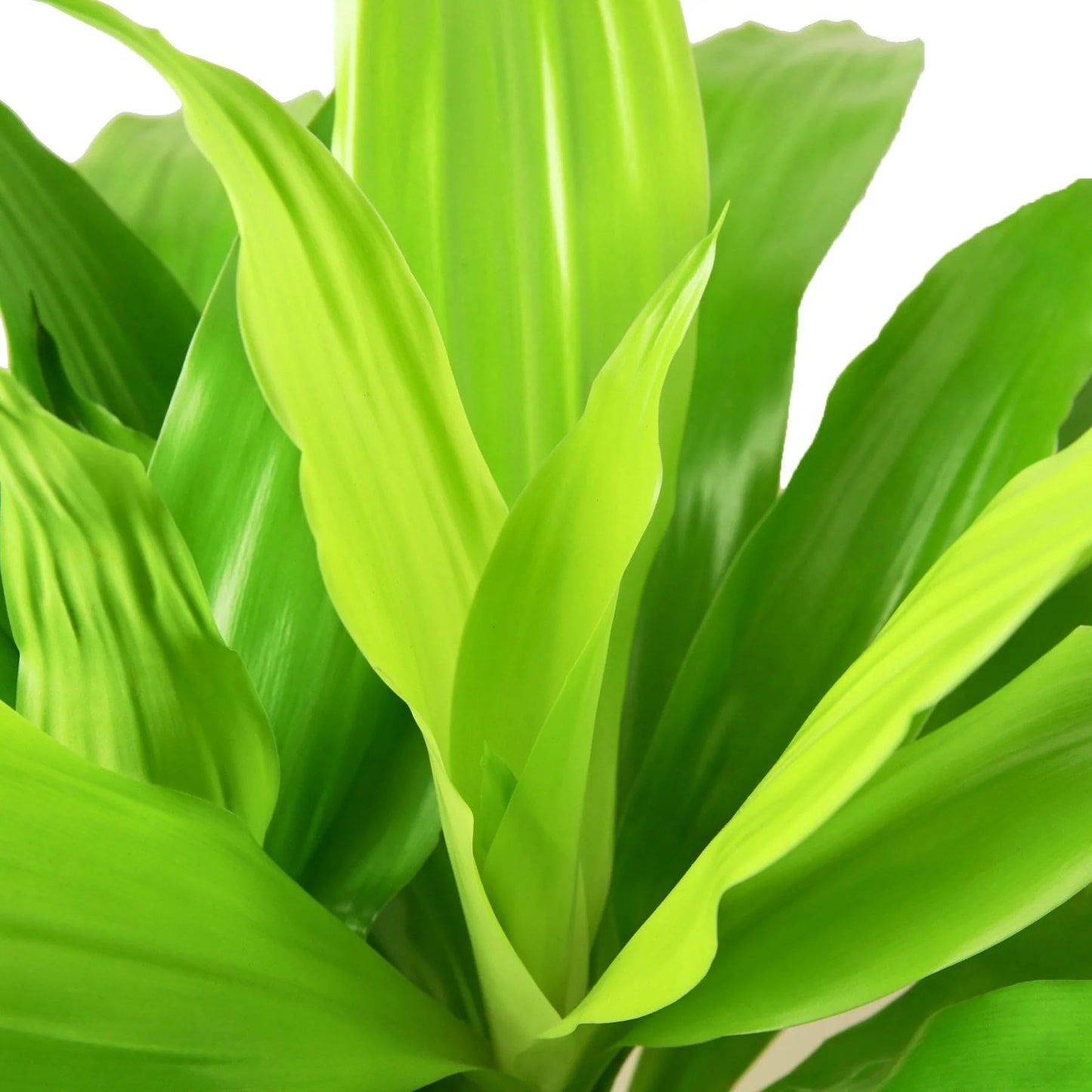 4 Pack Dracaena 'Lime Light' in 6in Pot - Live Plants Tropical Houseplants | Variegated | USA Growers | The Snobby Leaf