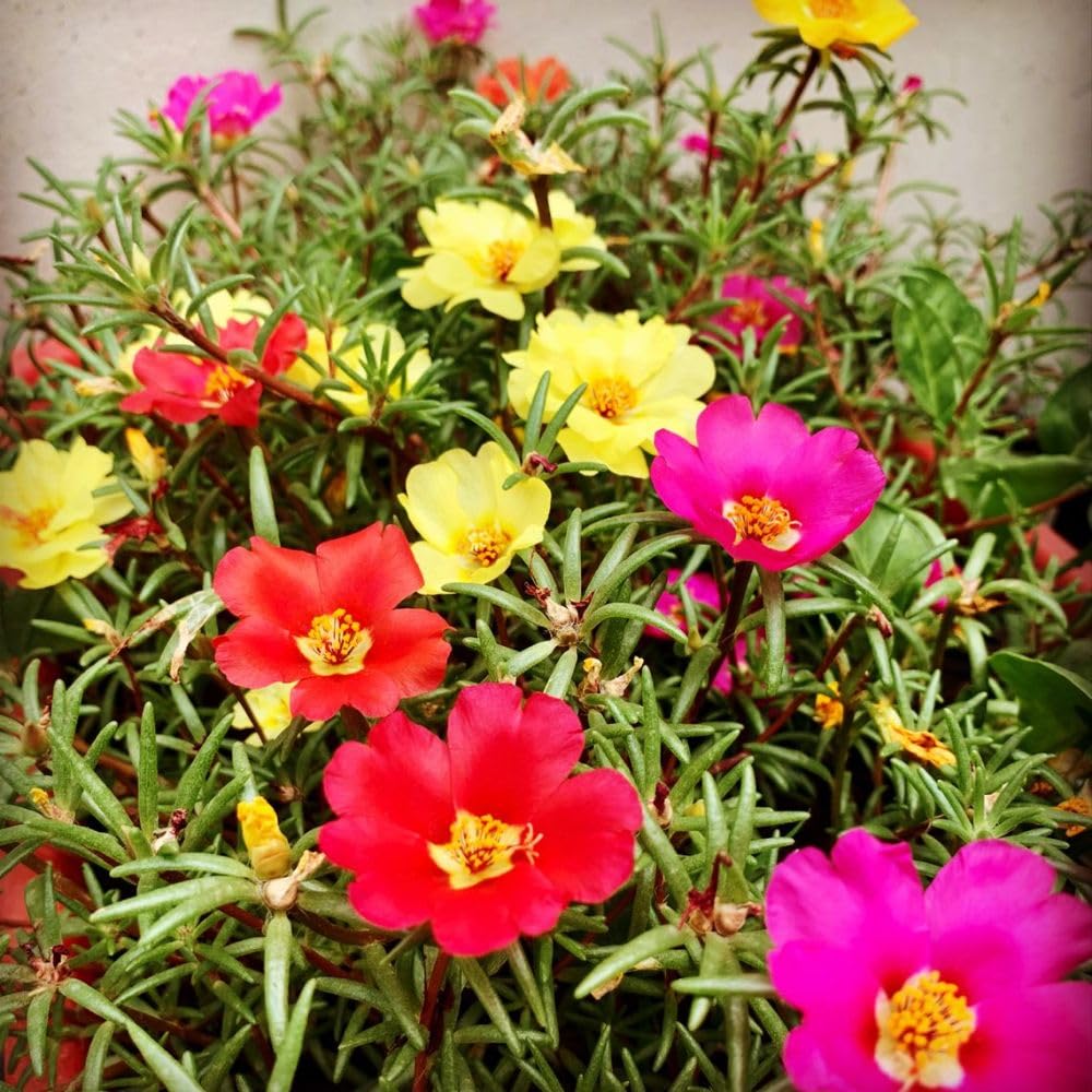Set 4 Mix Portulaca Live Plant, 4-6 Inch Tall, Moss Rose Plants Live, Rare Portulaca Plants for Growing Indoor Outdoor