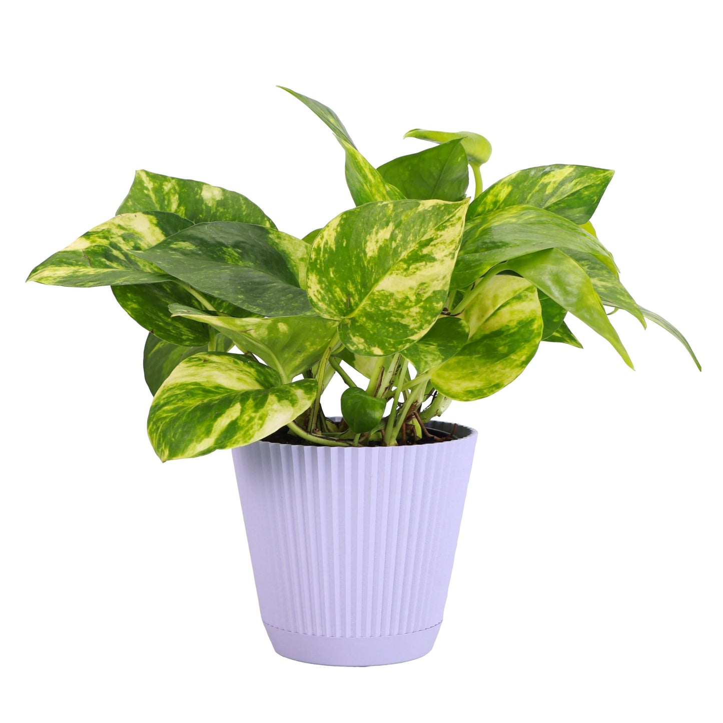 Thorsen's Greenhouse Golden Pothos, Live Indoor Vining Plant, Easy to Grow, Variegated Houseplant, Natural Air Purifier (Lavender, 4-inch Pot)