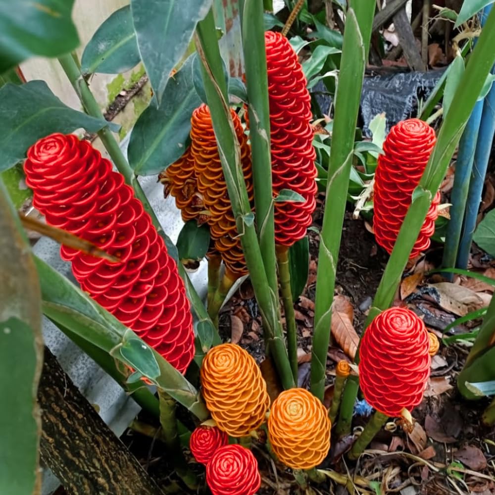4 Awapuhi Shampoo Ginger Roots to Grow, Zingiber Zerumbet Fresh Ginger Rhizomes, Ginger Lily Red Pinecone Ginger Roots Perennial Garden