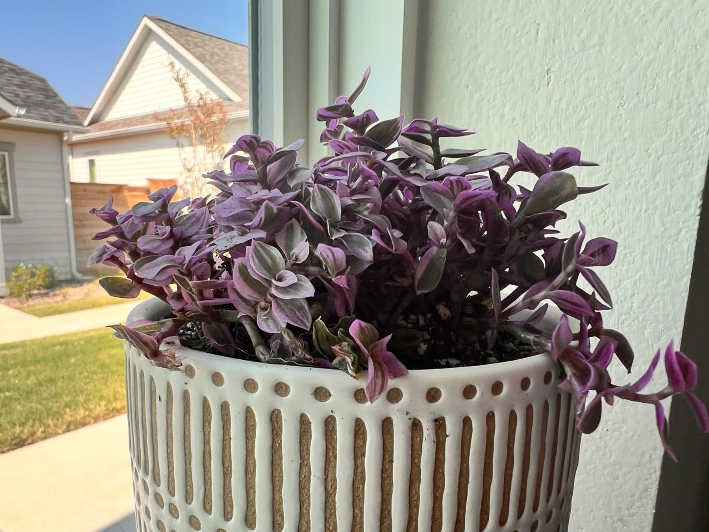 Sprout N Green Rare Pink Succulent Callisia repens 'Pink Lady', Live Plant Fully Rooted in 4" Pot, Home Office Wedding Decor DIY Project Party Favor, Garden Beginner Friendly, Keep Away from Pets